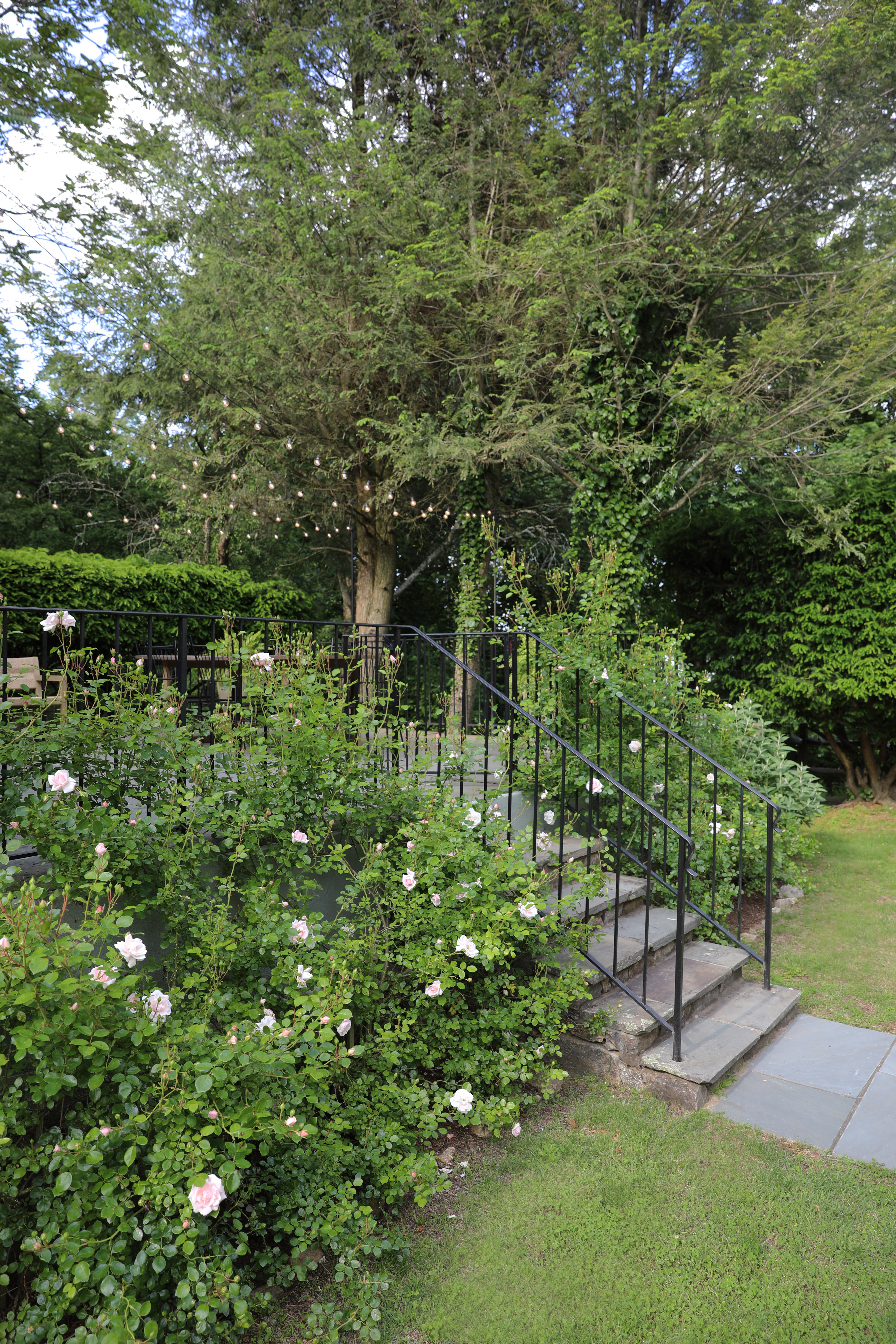 Bluestone steps with climbing roses, Connecticut